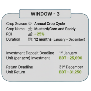 window 3.1
